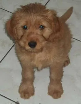 Cachorro raça SRD idade 2 a 6 meses nome Fiona