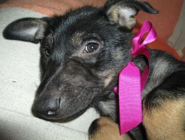 Cachorro ra a SRD idade 2 a 6 meses nome Rane