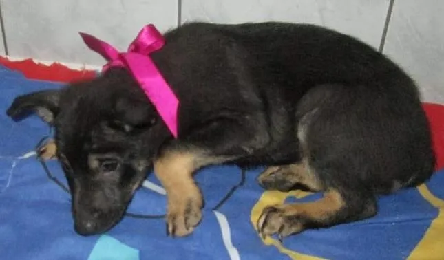 Cachorro ra a SRD idade 2 a 6 meses nome Rane
