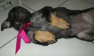 Cachorro raça SRD idade 2 a 6 meses nome Rane