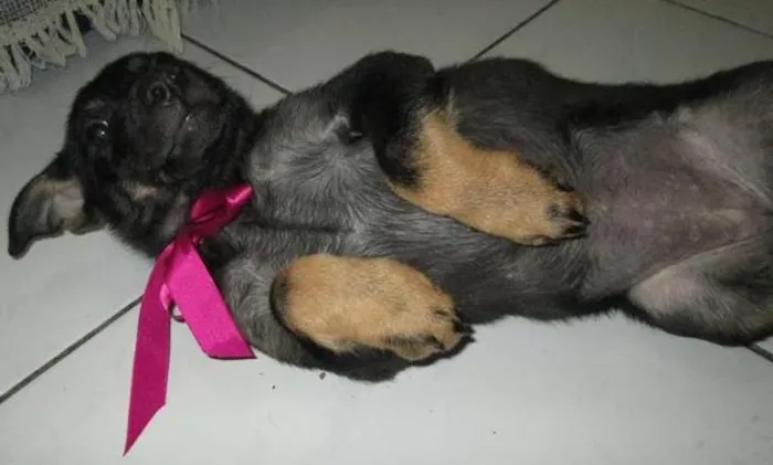Cachorro ra a SRD idade 2 a 6 meses nome Rane