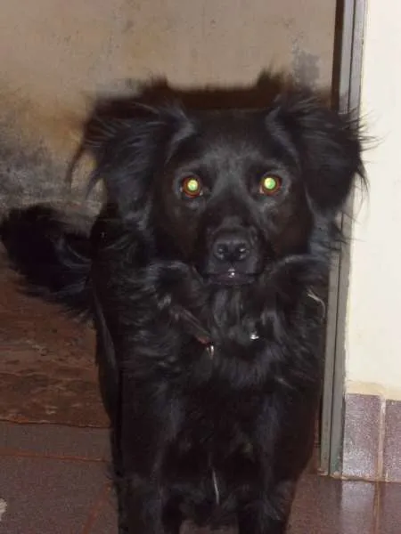 Cachorro ra a ** idade 6 ou mais anos nome toby
