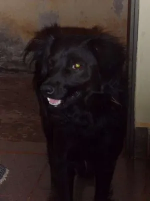 Cachorro raça ** idade 6 ou mais anos nome toby