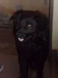 toby