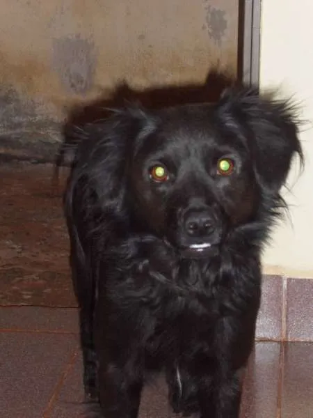 Cachorro ra a ** idade 6 ou mais anos nome toby