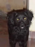 toby