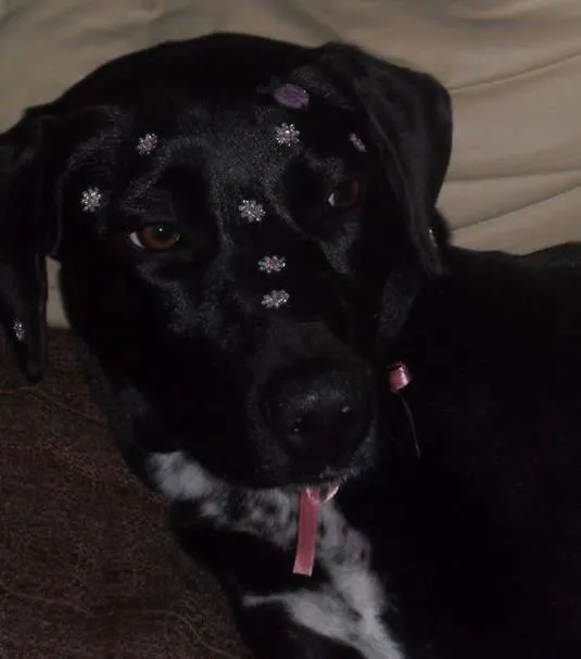 Cachorro ra a Labrador  idade 1 ano nome Naomi