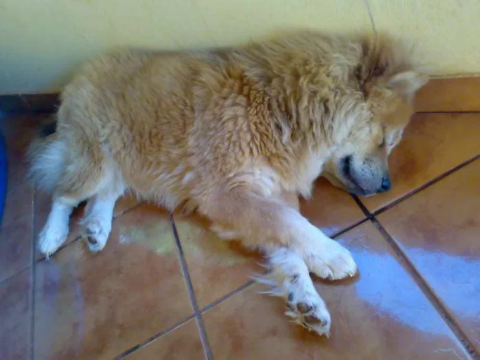 Cachorro ra a Chow Chow idade 3 anos nome Kyara