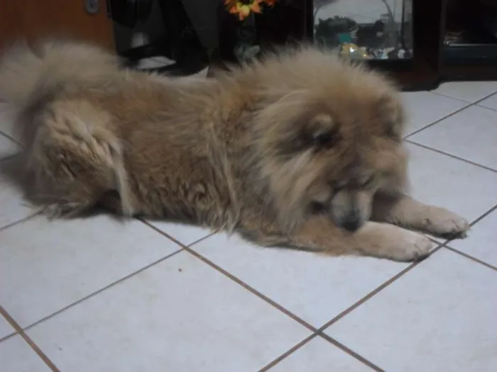 Cachorro ra a Chow Chow idade 3 anos nome Kyara