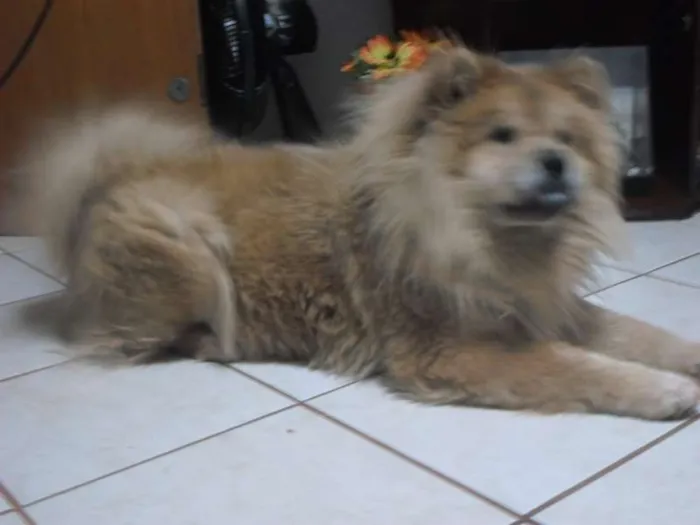 Cachorro ra a Chow Chow idade 3 anos nome Kyara