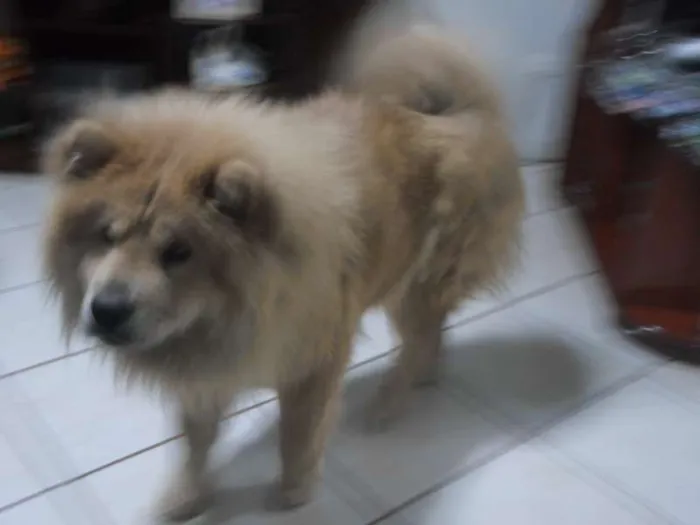 Cachorro ra a Chow Chow idade 3 anos nome Kyara