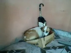 Cachorro raça Vira-lata idade 3 anos nome Princesa