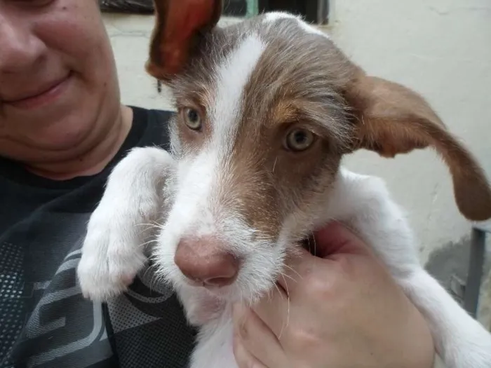 Cachorro raça SRD idade 2 a 6 meses nome Lindinha