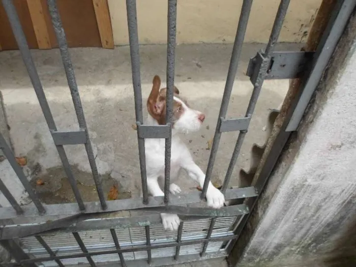 Cachorro raça SRD idade 2 a 6 meses nome Lindinha