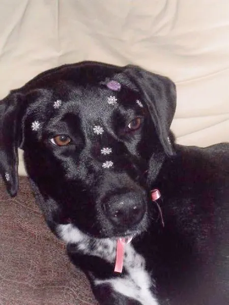 Cachorro ra a Labrador  idade 1 ano nome Naomi
