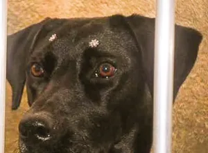 Cachorro raça Labrador  idade 1 ano nome Naomi