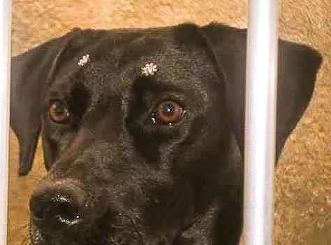 Cachorro ra a Labrador  idade 1 ano nome Naomi