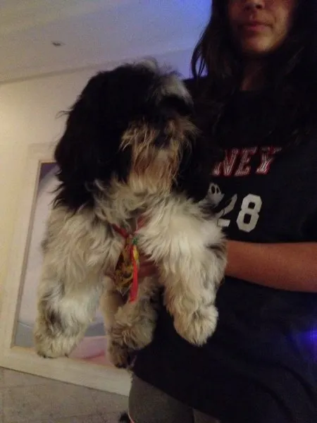 Cachorro ra a Shitzu idade  nome PROCURA