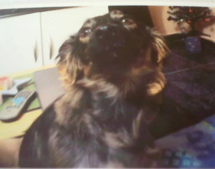 Cachorro ra a vira lata  idade 4 anos nome Melzinha 