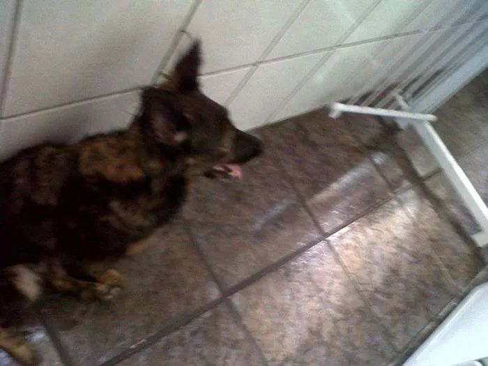 Cachorro ra a vira lata  idade 4 anos nome Melzinha 