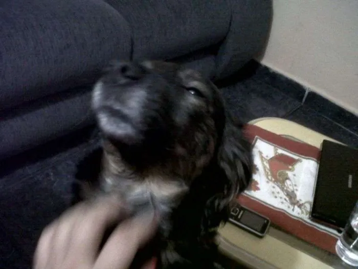 Cachorro ra a vira lata  idade 4 anos nome Melzinha 