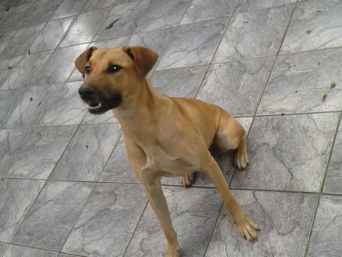 Cachorro ra a vira-lata idade 2 anos nome Bob