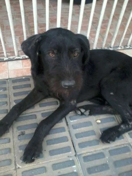 Cachorro ra a SRD idade 2 a 6 meses nome Guri