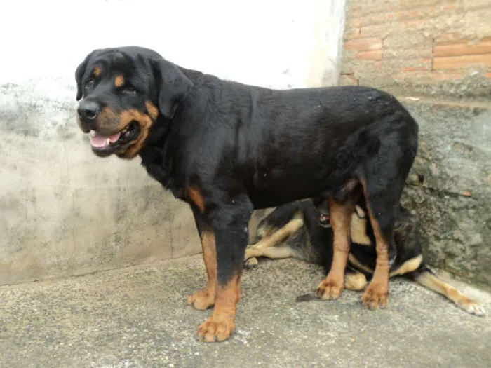 Cachorro ra a Rottweiler idade 6 ou mais anos nome Zandor