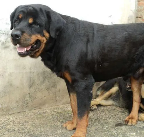 Cachorro ra a Rottweiler idade 6 ou mais anos nome Zandor