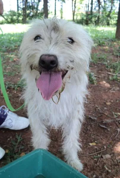 Cachorro ra a SRD idade 2 anos nome Bambino