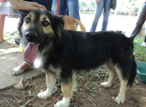 Cachorro raça SRD idade 2 anos nome Piccolo