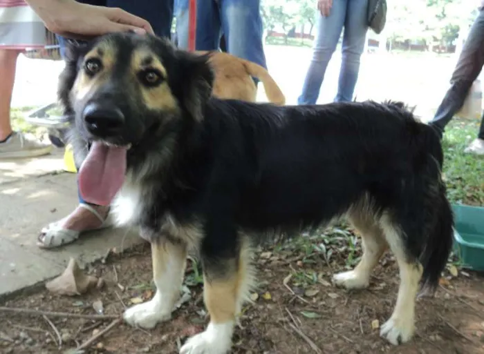 Cachorro ra a SRD idade 2 anos nome Piccolo