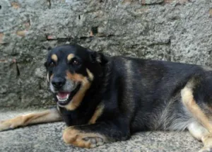 Cachorro raça Rottweiler/Mestiça idade 6 ou mais anos nome Lana