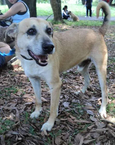 Cachorro ra a SRD idade 4 anos nome Cacique