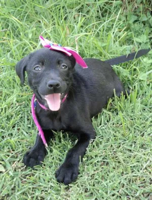 Cachorro raça SRD idade 2 a 6 meses nome Filhotes Pretinhos 