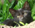 Cacau