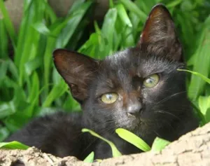 Gato raça SRD idade 2 a 6 meses nome Cacau