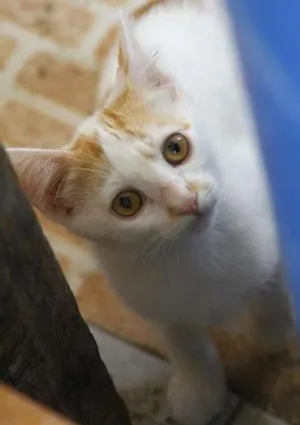 Gato raça SRD idade 2 a 6 meses nome Crunch