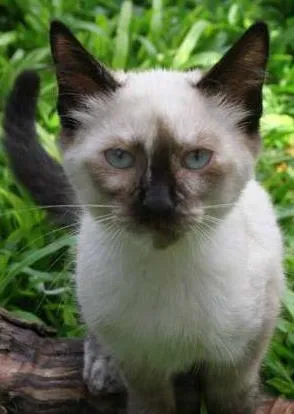 Gato raça Mestiça siamês idade 2 a 6 meses nome Laka