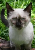 Laka