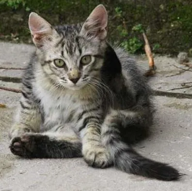 Gato ra a SRD idade 2 a 6 meses nome Chandelle