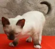 Tablito