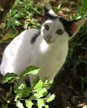 Gato raça SRD idade 2 a 6 meses nome Amarula