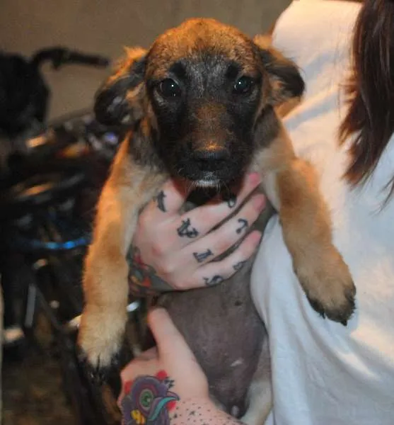 Cachorro ra a SRD idade 2 a 6 meses nome Magda