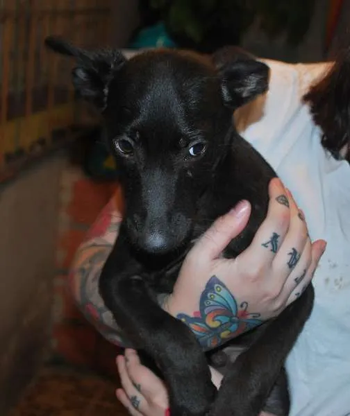 Cachorro ra a SRD idade 2 a 6 meses nome Meia noite