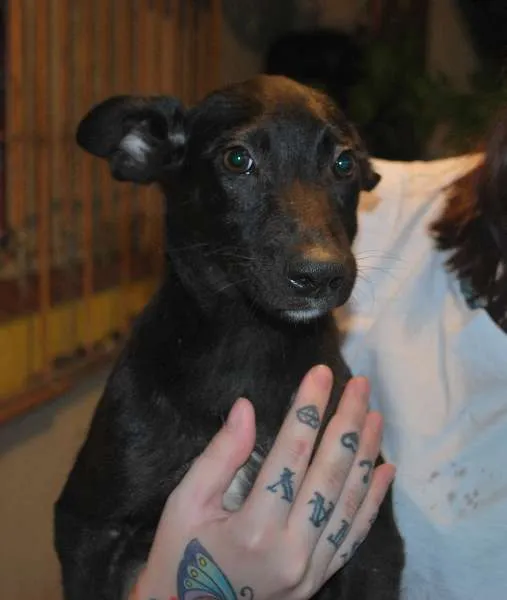 Cachorro ra a SRD idade 2 a 6 meses nome Meia noite