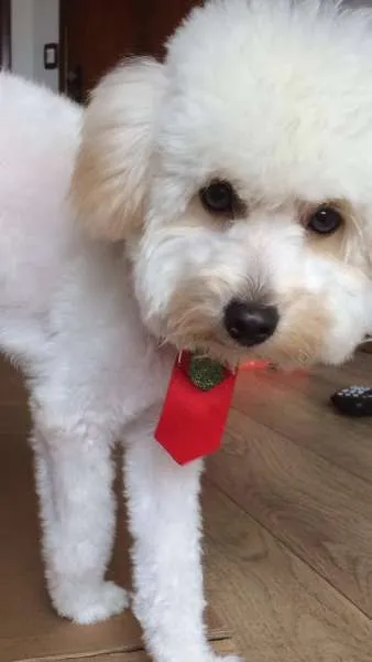Cachorro ra a Poodle idade 1 ano nome BOLOTA