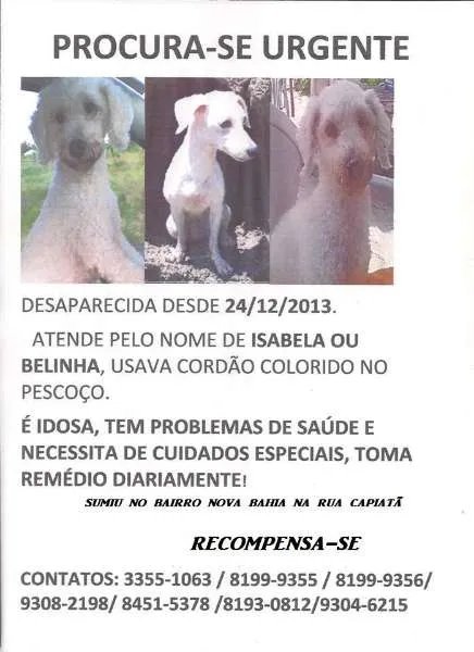 Cachorro ra a poodle idade 6 ou mais anos nome Isabela GRATIFICA
