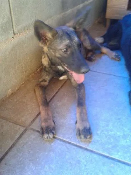 Cachorro raça SRD idade 7 a 11 meses nome Fox