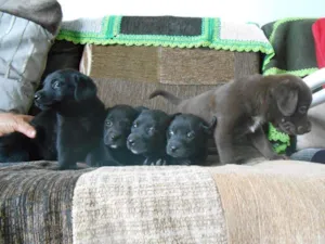 Cachorro raça SRD c/ labrador idade Abaixo de 2 meses nome xxxxx